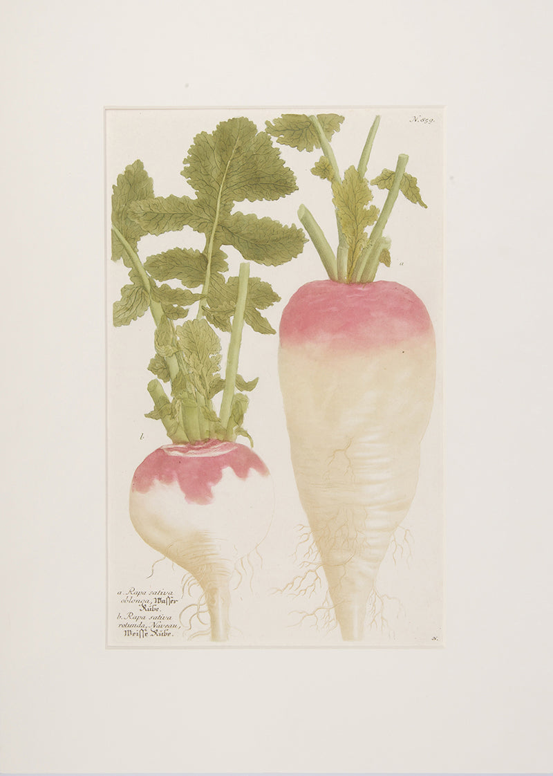 Turnip.