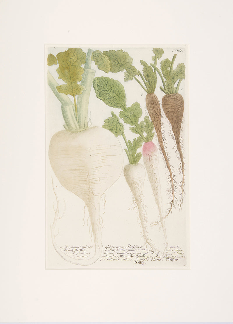 Turnip.