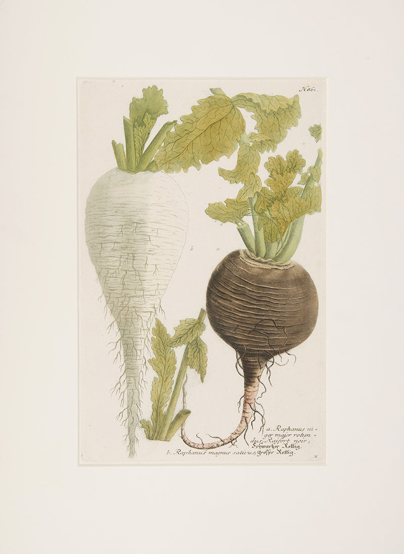 Turnip.