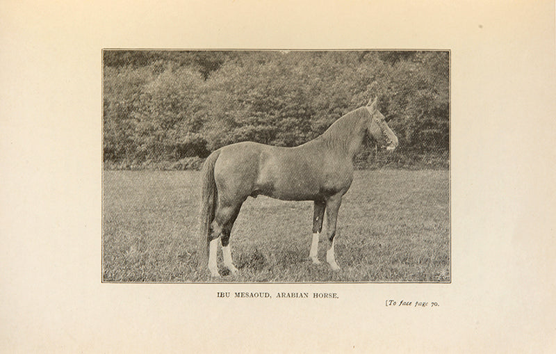 The Horse from Birth to Old Age b Sara Buckman-Linard, a scarce work with 17 illustrations of Arab horses from the Crabbet and Sheykh Obeyd studs.