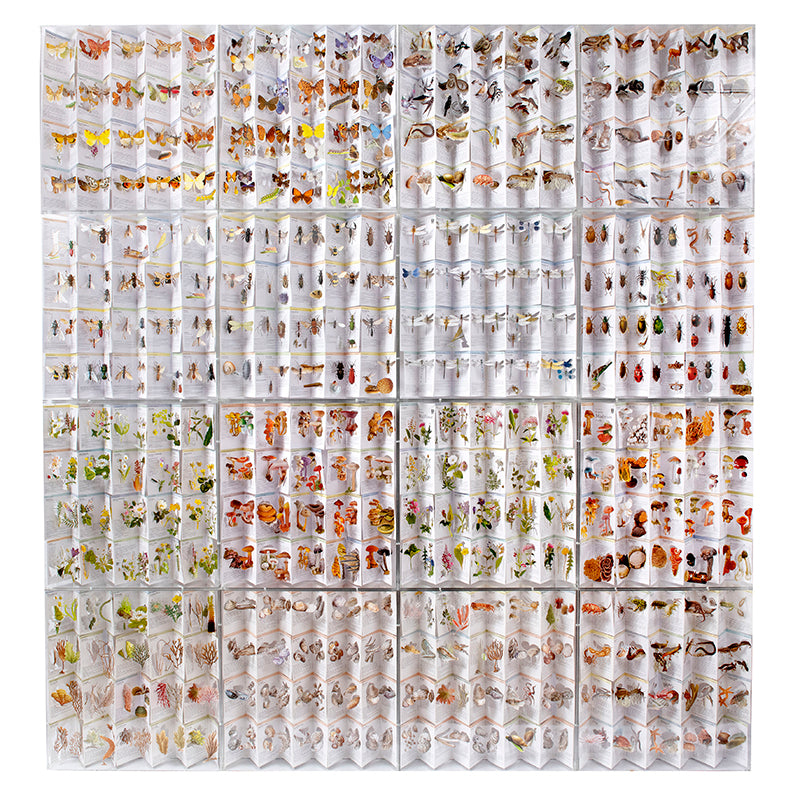 A cut book construction in 16 acrylic cases by Jack Milroy, titled Cabinet of Natural History.