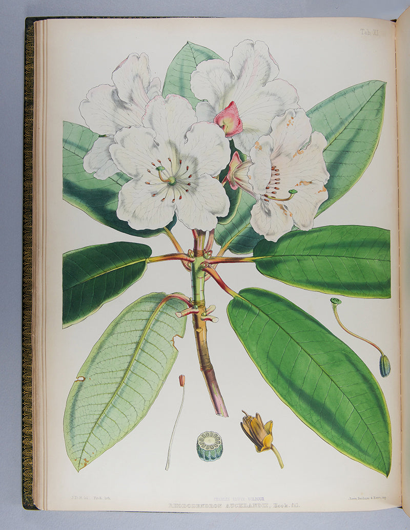 The first edition of botanist Joseph Dalton Hooker's important colour plate book The Rhododendrons of Sikkim-Himalaya, published in 1849.