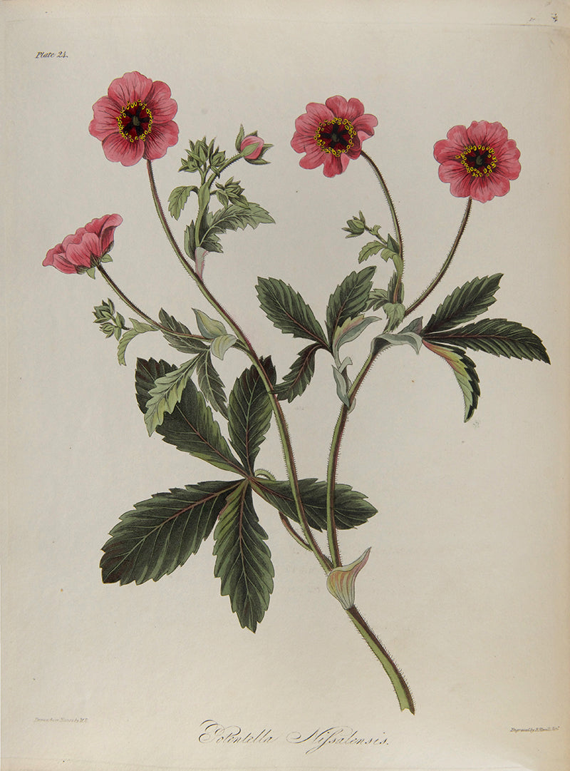 First and only edition of Floral Illustrations of the Seasons, 55 fine floral plates by Margaret Roscoe, published in seven parts between 1829 and 1831.