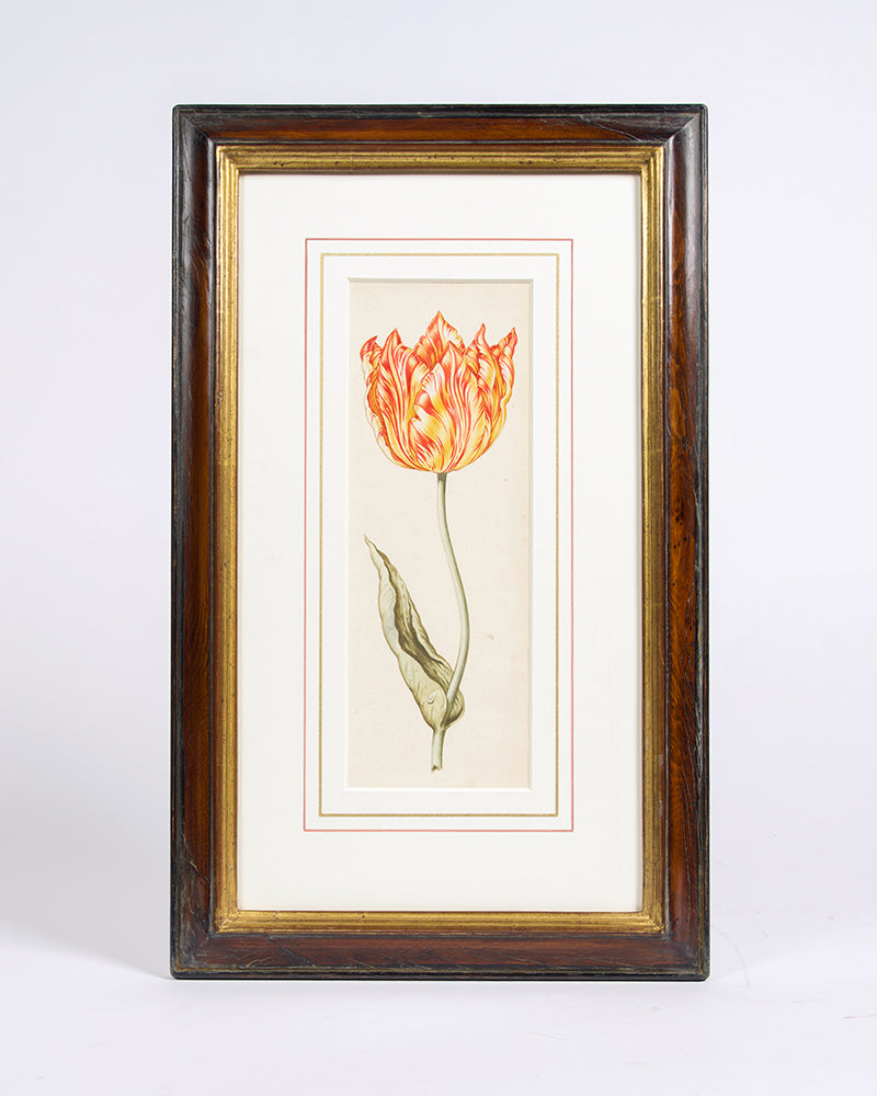 Exquisite watercolour of a Tulip.