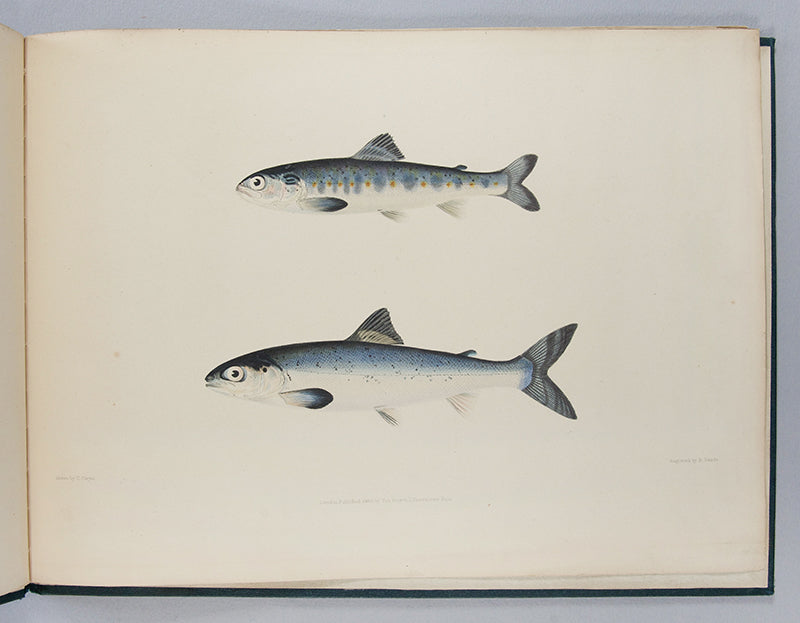 On the Growth of Salmon in Fresh Water by William Yarrell with hand-coloured illustrations.