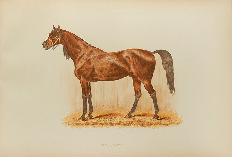 A beautifully illustrated account of S.F Touchstone's Race Horses and Thorough-Bred Stallions.