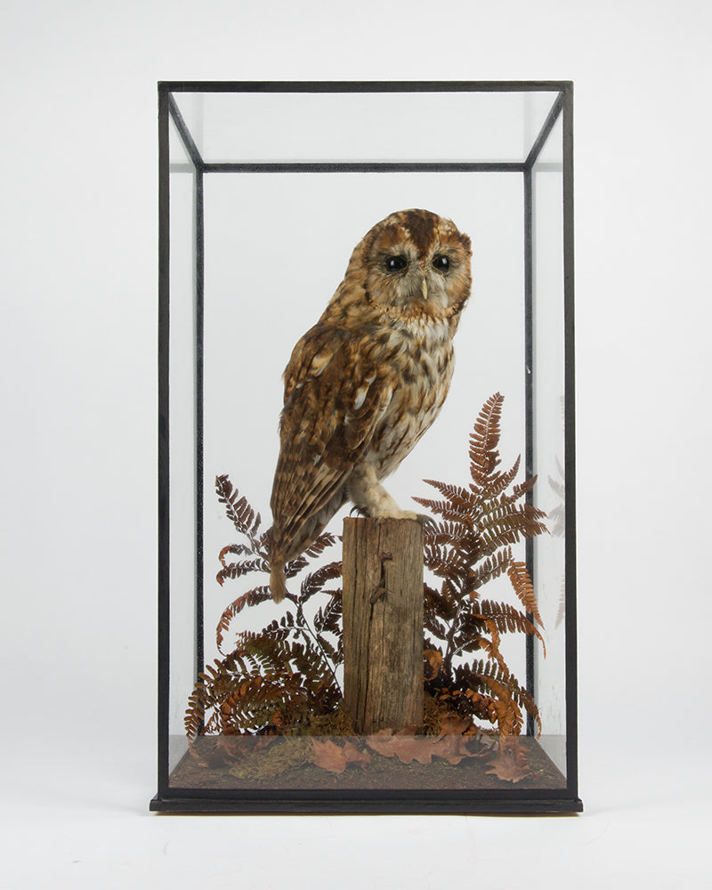An attractive, taxidermied tawny owl mounted in a glass case with a naturalistic setting of ferns.