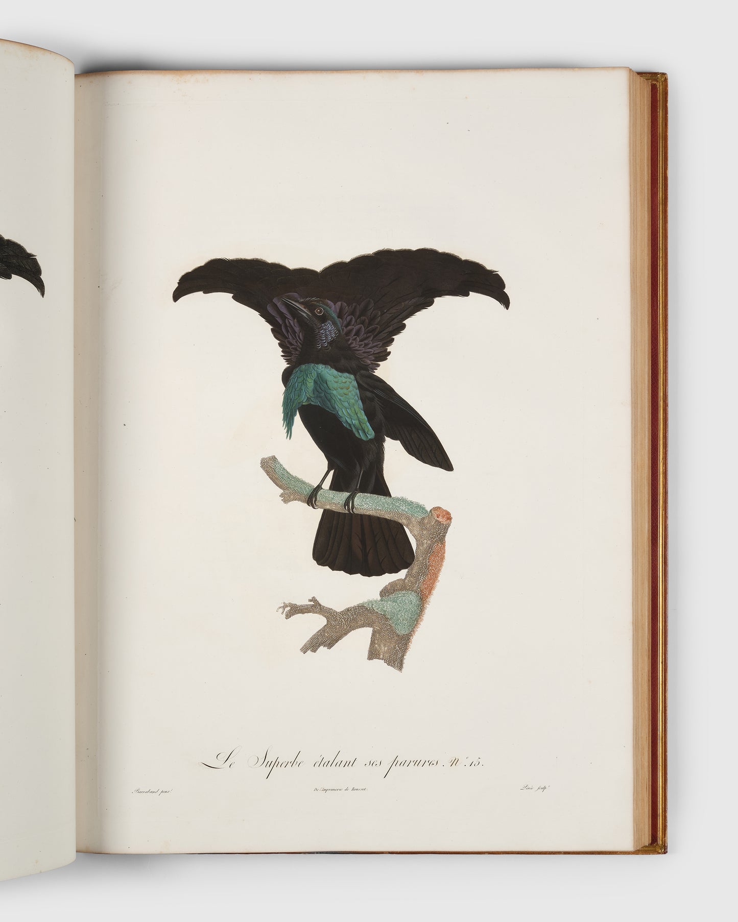 First edition of Levaillant's Histoire Naturelle des Oiseaux de Paradis et des Rolliers with Promerops, et des Guepiers. A rare complete set of deluxe copies on extra-large paper with all plates in two states.