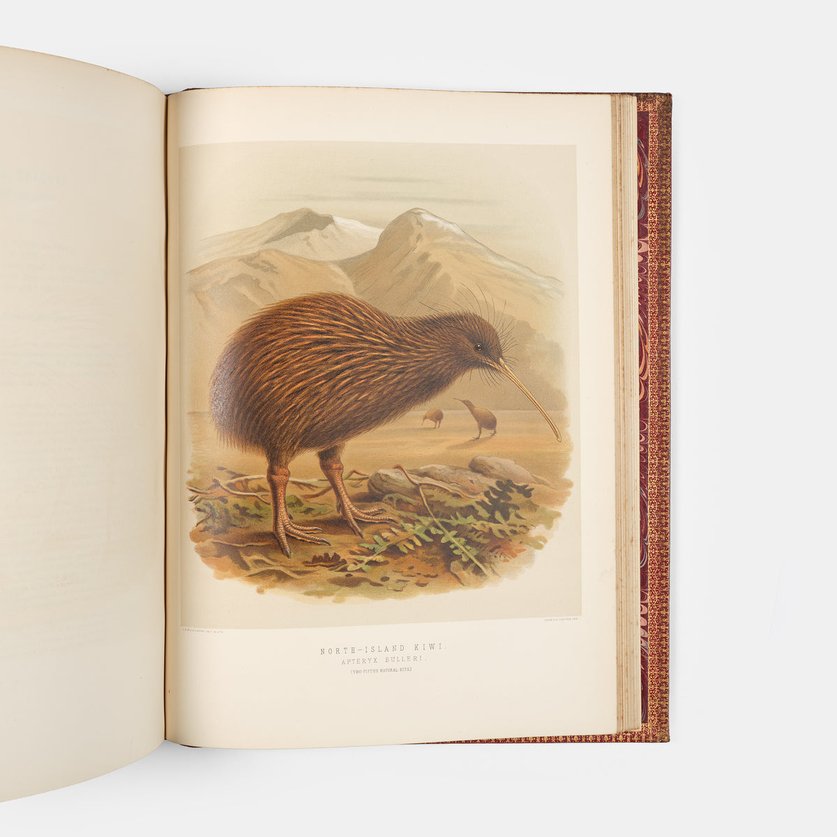 Second and preferred edition of the definitive work on New Zealand birds, Walter Lowry Buller's History fo teh Birds of New Zealand, in the publisher's deluxe red morocco.