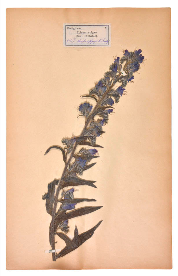 Attractive collection of pressed seaweeds with printed identification labels.