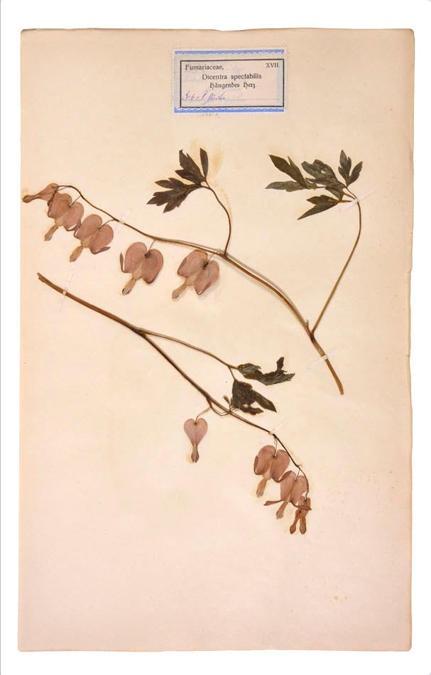Album of dried plants.