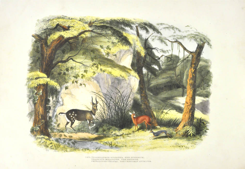 Captain Harris, an officer in the East India Company's Bombay Engineers, was invalided to the Cape for two years from 1835-1837.
