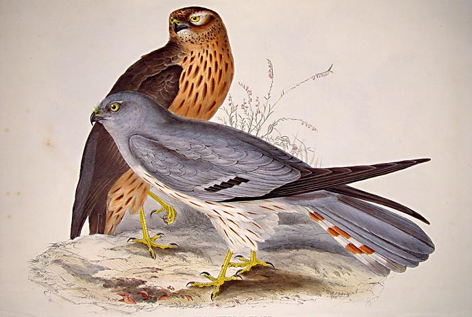From "The Birds of Europe".<br />