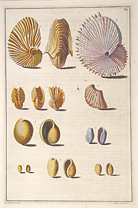 Original copper plate engravings with fine later hand-colouring for "Index Testarum Conchyliorum", first edition.