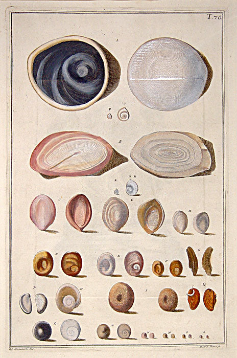 Original copper plate engravings with fine later hand-colouring for "Index Testarum Conchyliorum", first edition.