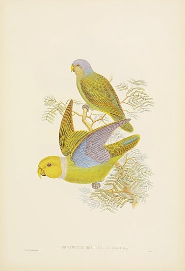 Lithograph with fine later hand-colour. For the "Birds of New Guinea".
