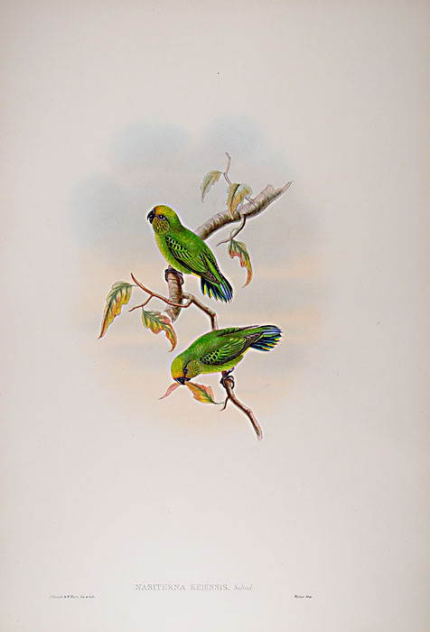 Lithograph with fine later hand-colour. Published by Hullmandell and Walton. For the "Birds of New Guinea".