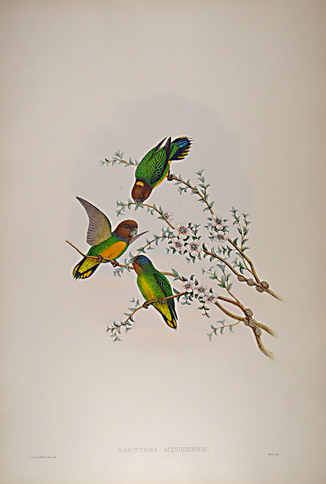Lithograph with fine later hand-colour. Published by Hullmandell and Walton. For the "Birds of New Guinea".