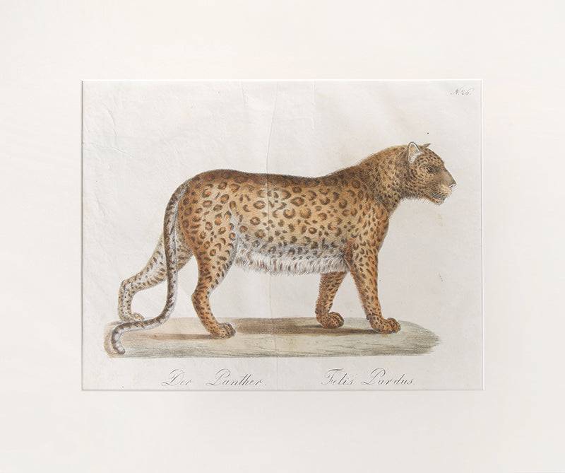 From Brodtmann's 'Naturhistorische Bilder-Gallerie aus dem Thierreiche', Natural History Gallery from the Thierreiche'. Germany, Hand-coloured lithograph.