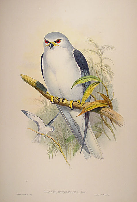 Lithograph with fine later hand-colour. From the "Birds of New Guinea". Publisher Hullmandel & Walton.