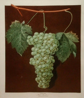 Royal Muscadine Grape plate no.48, "Muscatt of Alexander Grape plate no. 53, White Frontiniac Grape plate no. 54 & White Hamburgh Grape plate no. 60.