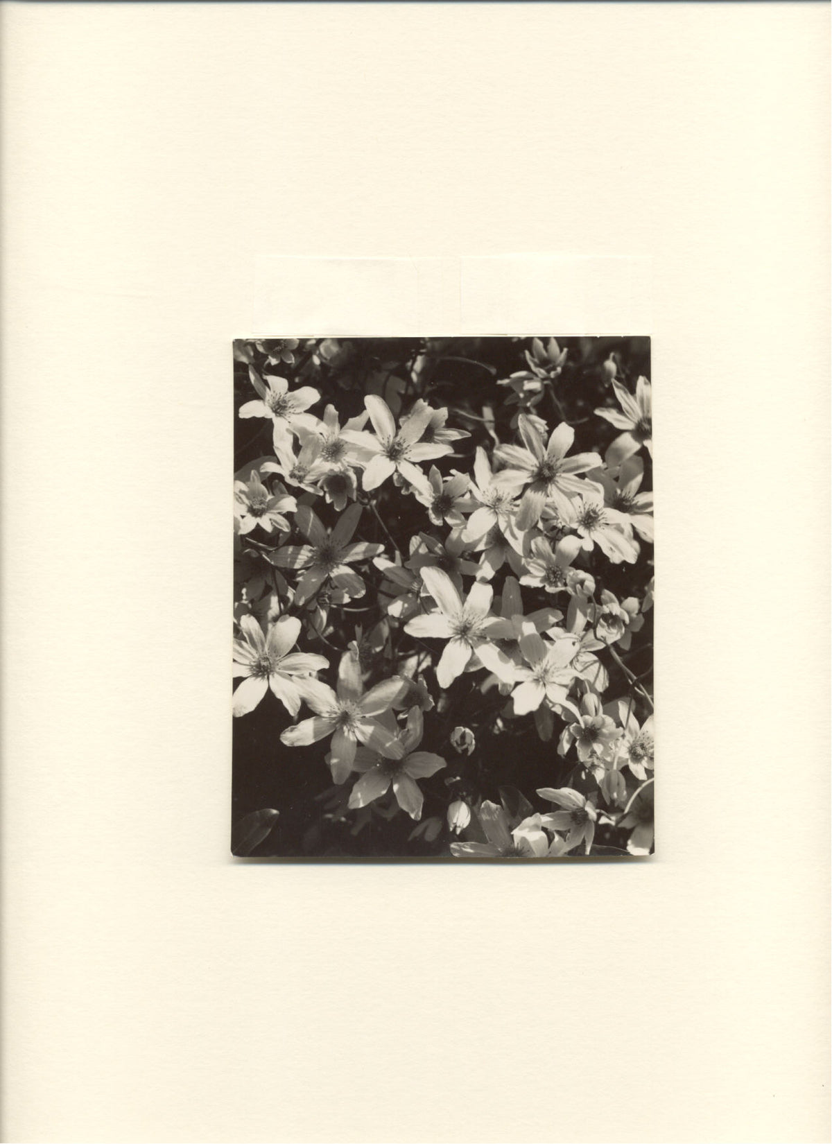 Wild Clematis