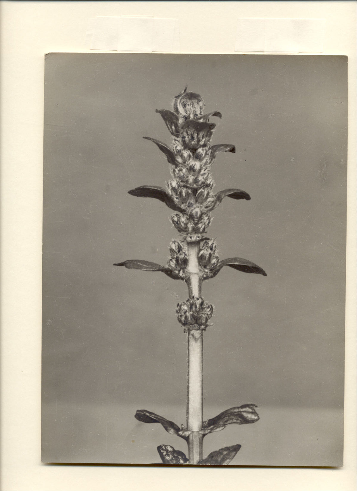 Bugle (Ajuga Reptans)