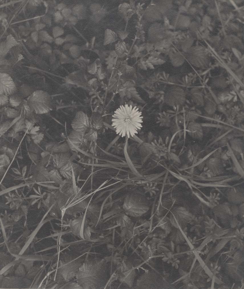 Dandelion.