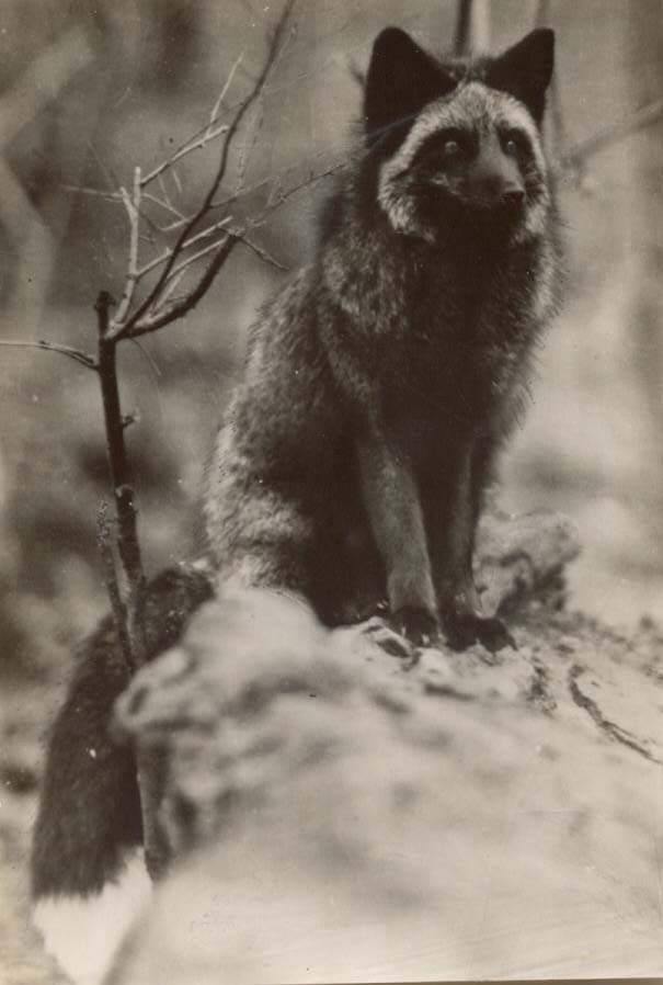 Silver Fox