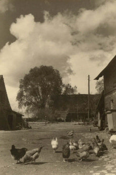 Farmyard With Chickens