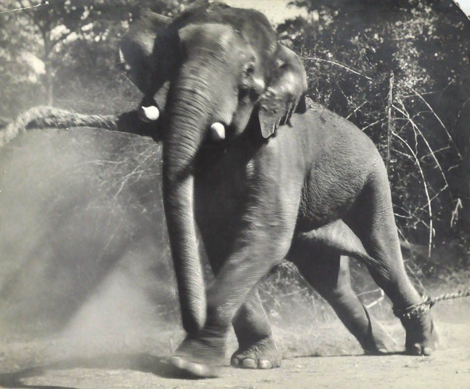 Captive Elephant Bull