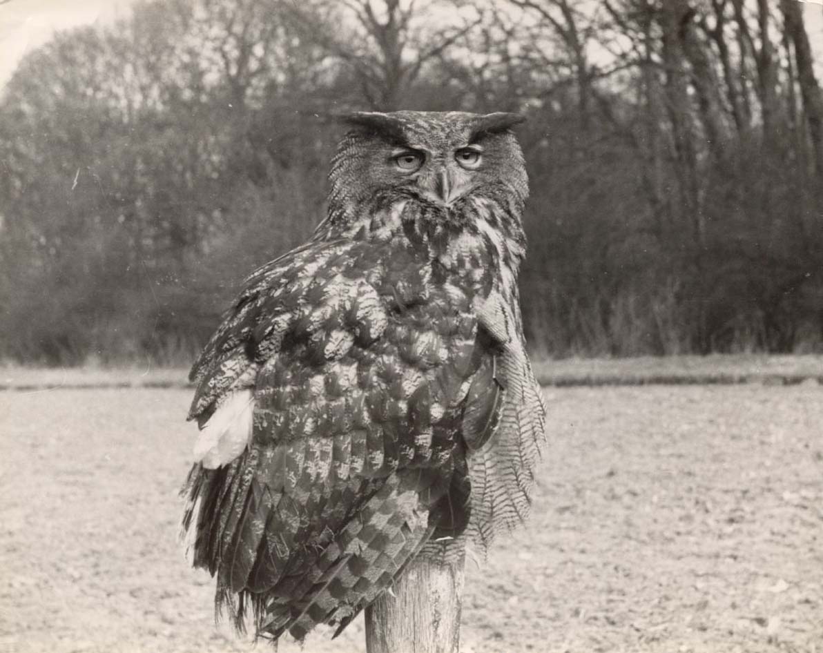 Eagle Owl.