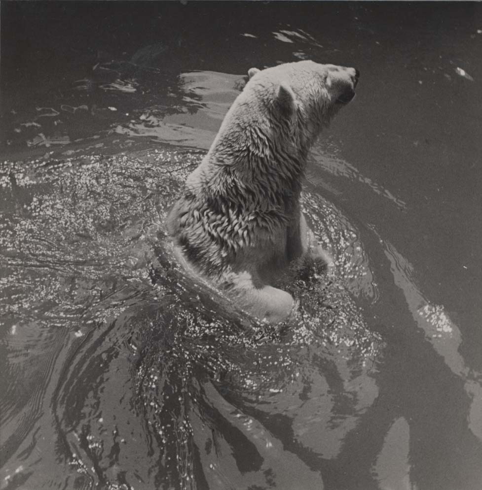 Polar Bear