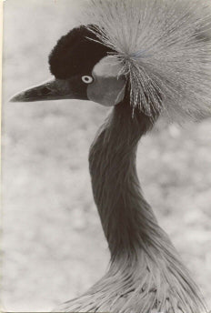 Crane