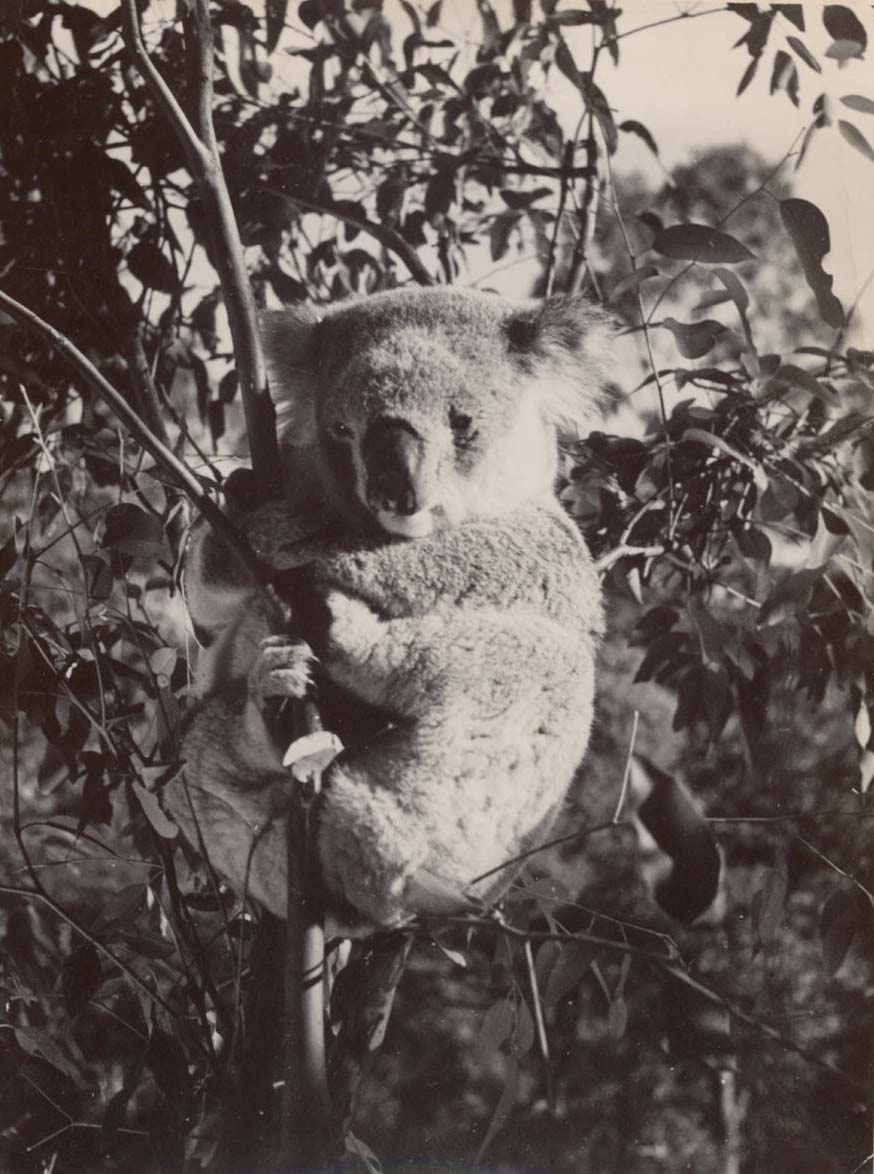 Climbing Koala Bear.