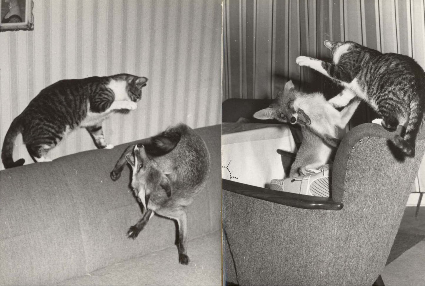 Fox And Cat In A Berlin Home