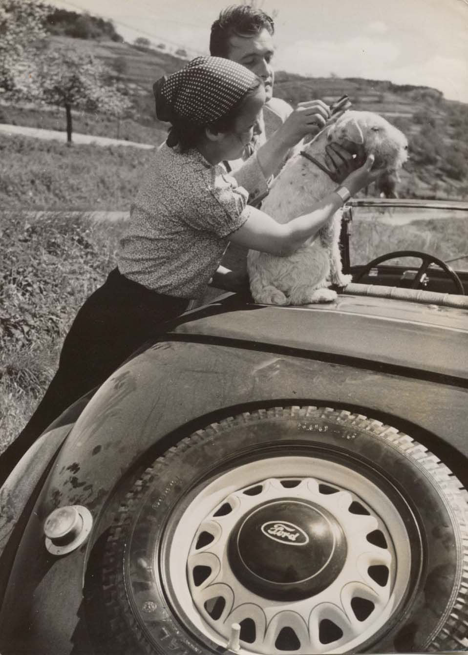 Combing The Dog