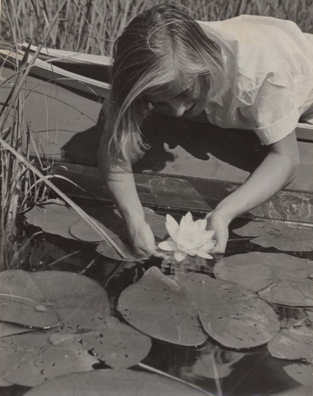 Lily Pond.