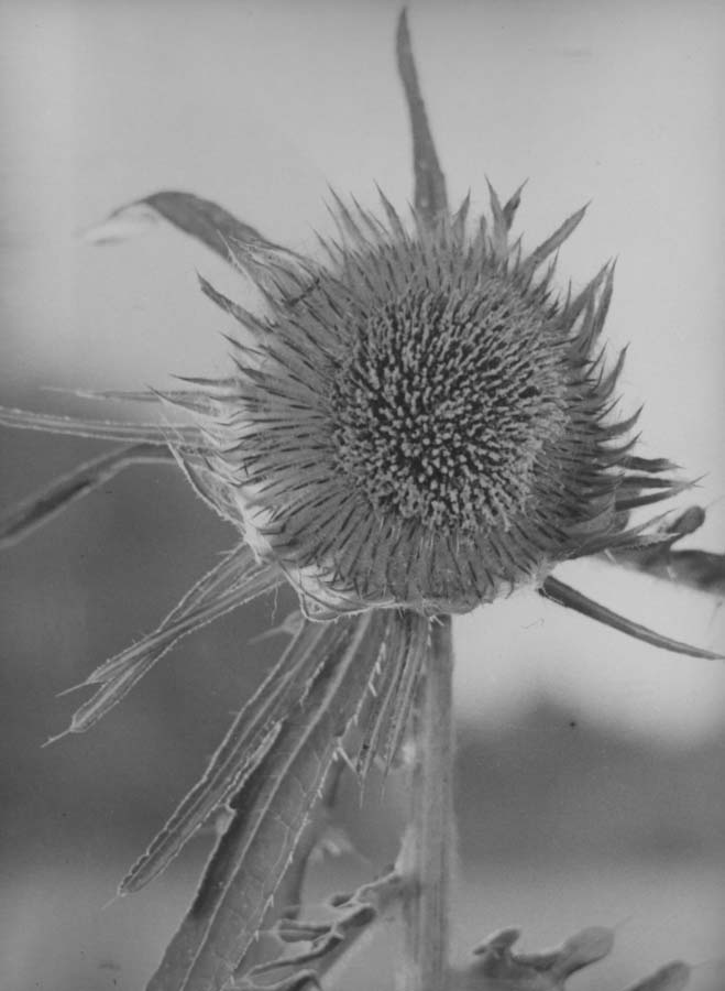 Musk Thistle