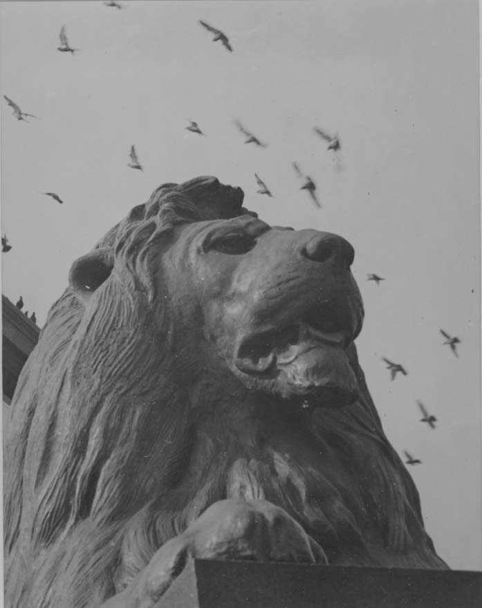 One of London's Lions on base of Nelson Column