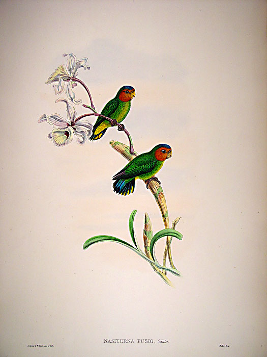 John Gould is widely considered the grearest and most ambitious of all Victorian ornithologists.