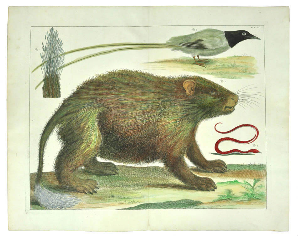 Copper plate engraving on chainlinked paper showing a porcupine, published in Amsterdam in 1735.