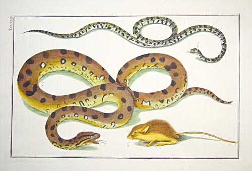Copper plate engraving on chainlinked paper, showing snakes, published in Amsterdam in 1735.