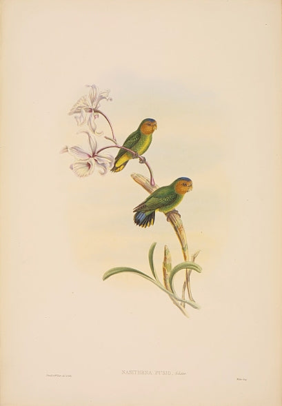 John Gould is widely considered the grearest and most ambitious of all Victorian ornithologists.