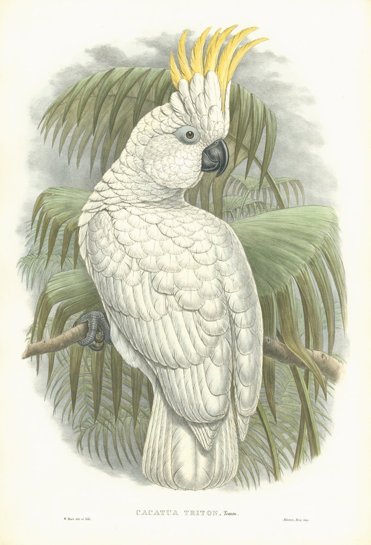 John Gould is widely considered the grearest and most ambitious of all Victorian ornithologists.