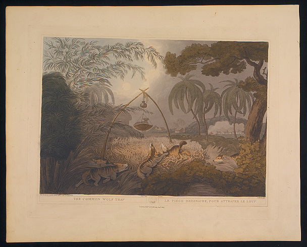 The Common Wolf Trap.