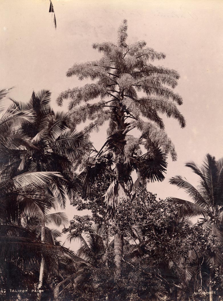 Talipot palm.