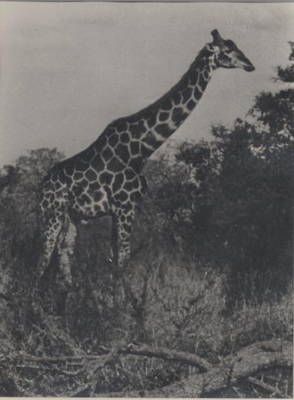 Giraffe, Kenya.