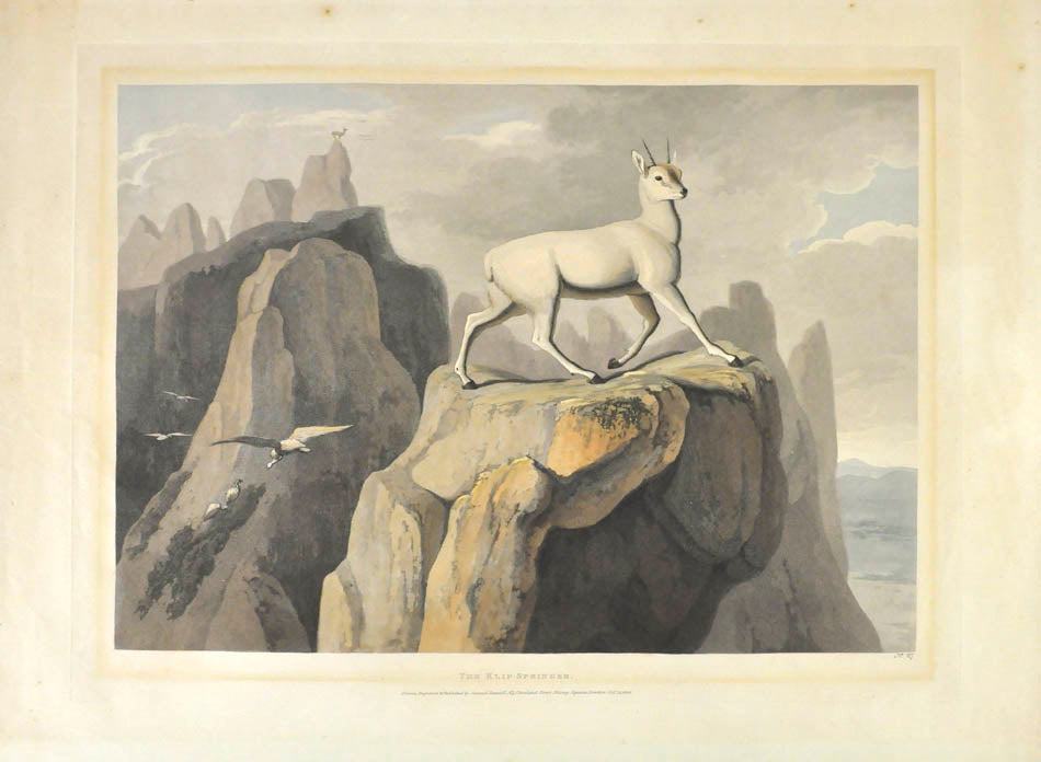 The Klip Springer