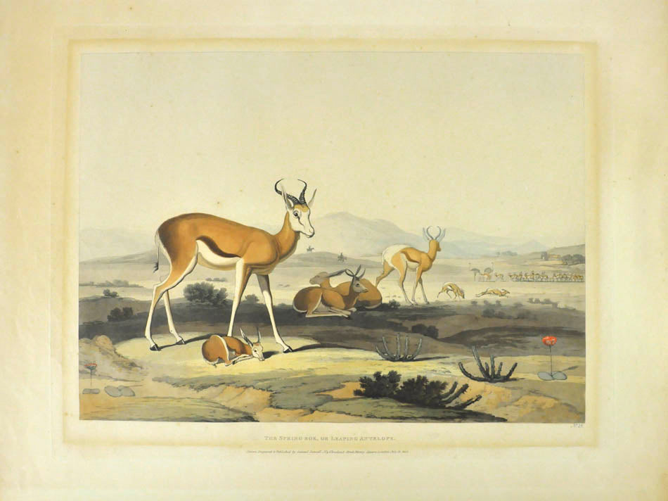 The Spring Bok or Leaping Antelope